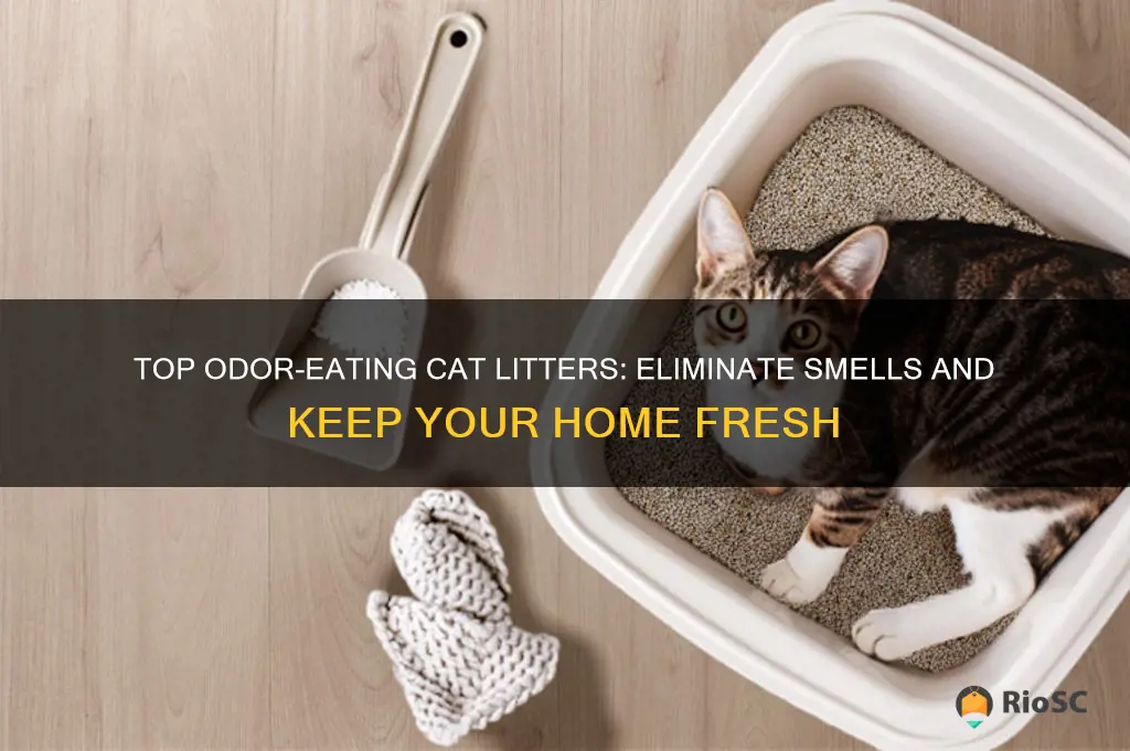 best odor eating cat litter