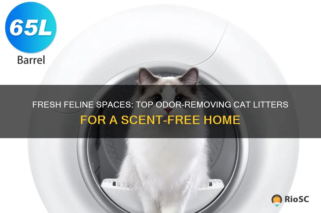Curated visual reference: Gallery Detail: Fresh Feline Spaces Top Odor Removing Cat Litters For A