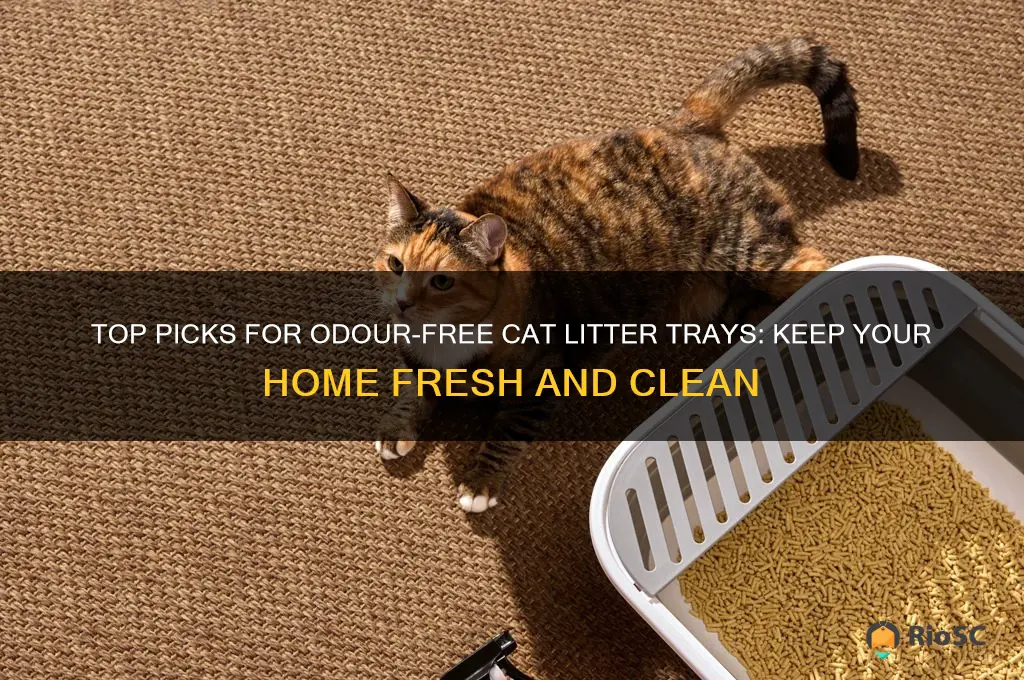 best odour free cat litter tray