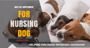 Top Oil Supplements to Support Nursing Dogs: Boost Health and Milk Production