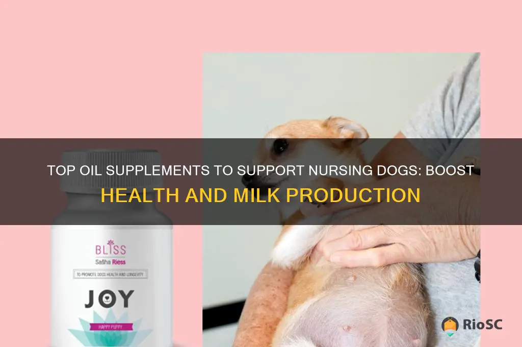 best oil supplement for nursing dog