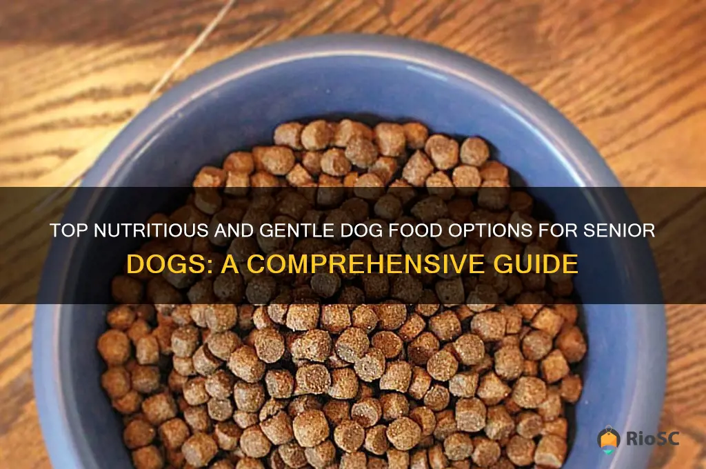 best old dog food