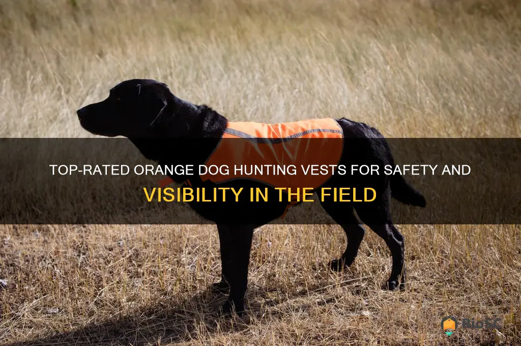best orange dog hunting vest
