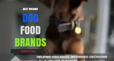 Top Organic Dog Food Brands for a Healthier, Happier Pup