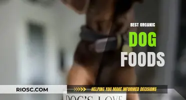 Top Organic Dog Foods for a Healthy and Happy Canine Companion