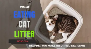 Top Tips for Choosing the Best Odor-Eating Cat Litter for a Fresh and Clean Home