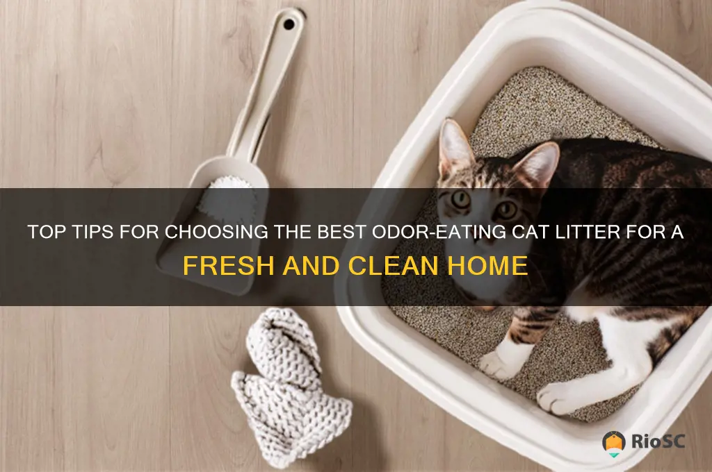 best osor eating cat litter