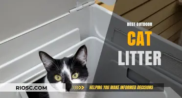 Top Picks for Outdoor Cat Litter: Durable, Weather-Resistant, and Eco-Friendly Options