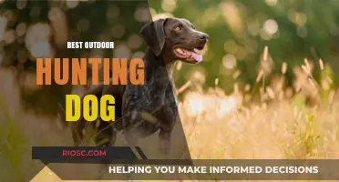 Top Breeds for Outdoor Hunting: Finding the Perfect Canine Companion