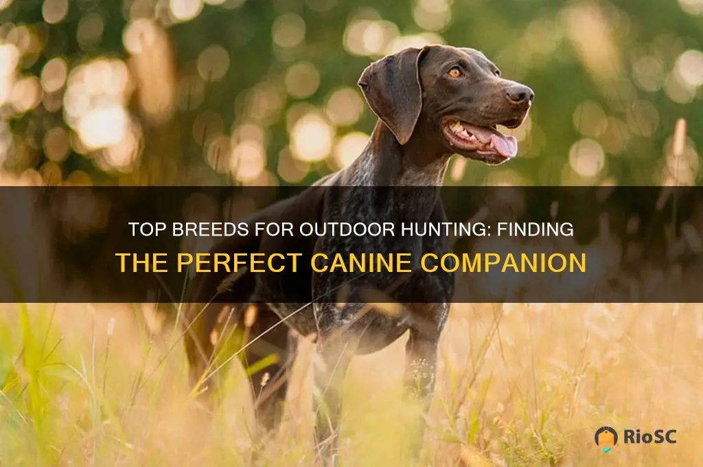 best outdoor hunting dog