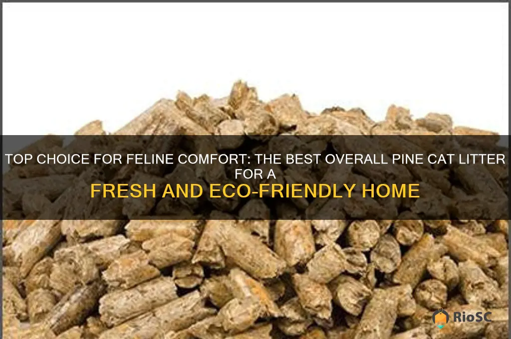 best overall pine cat litter