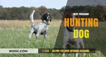 Top Traits and Breeds: Choosing the Best Pheasant Hunting Dog for Your Next Adventure