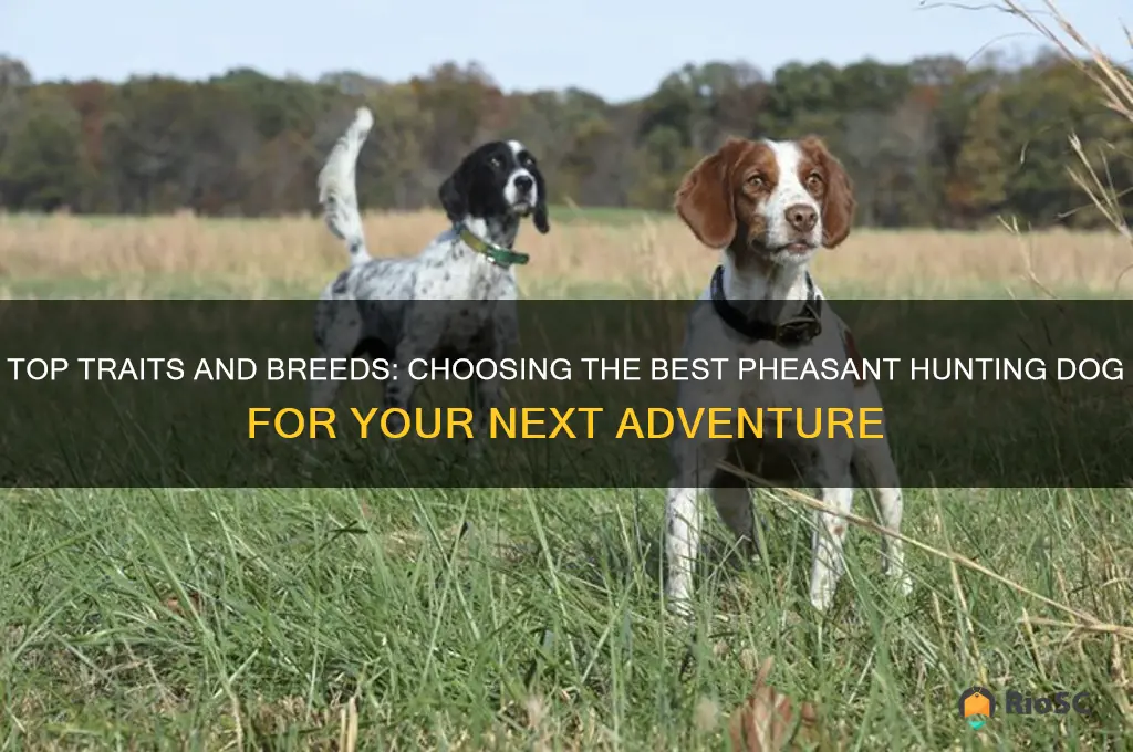best pheasant hunting dog