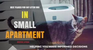 Smart Solutions: Ideal Spots for Your Cat’s Litter Box in a Small Apartment
