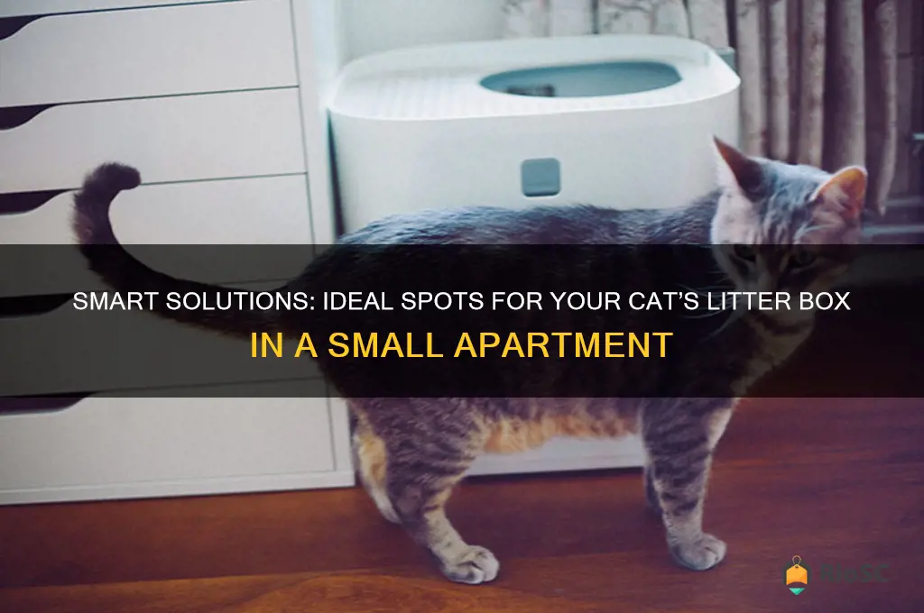 best places for cat litter box in small apartment