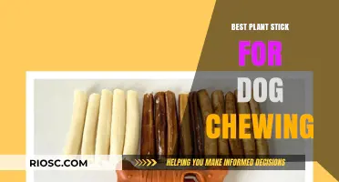 Top Plant-Based Chew Sticks for Dogs: Safe and Durable Options for Healthy Chewing