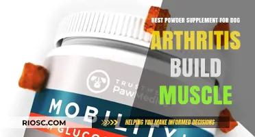 Top Powder Supplements to Relieve Dog Arthritis and Promote Muscle Growth