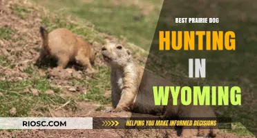 Top Spots for Prairie Dog Hunting in Wyoming: A Hunter's Guide to the Best Locations