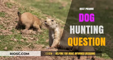 Top Tips for Effective Prairie Dog Hunting: Answering Your Burning Questions