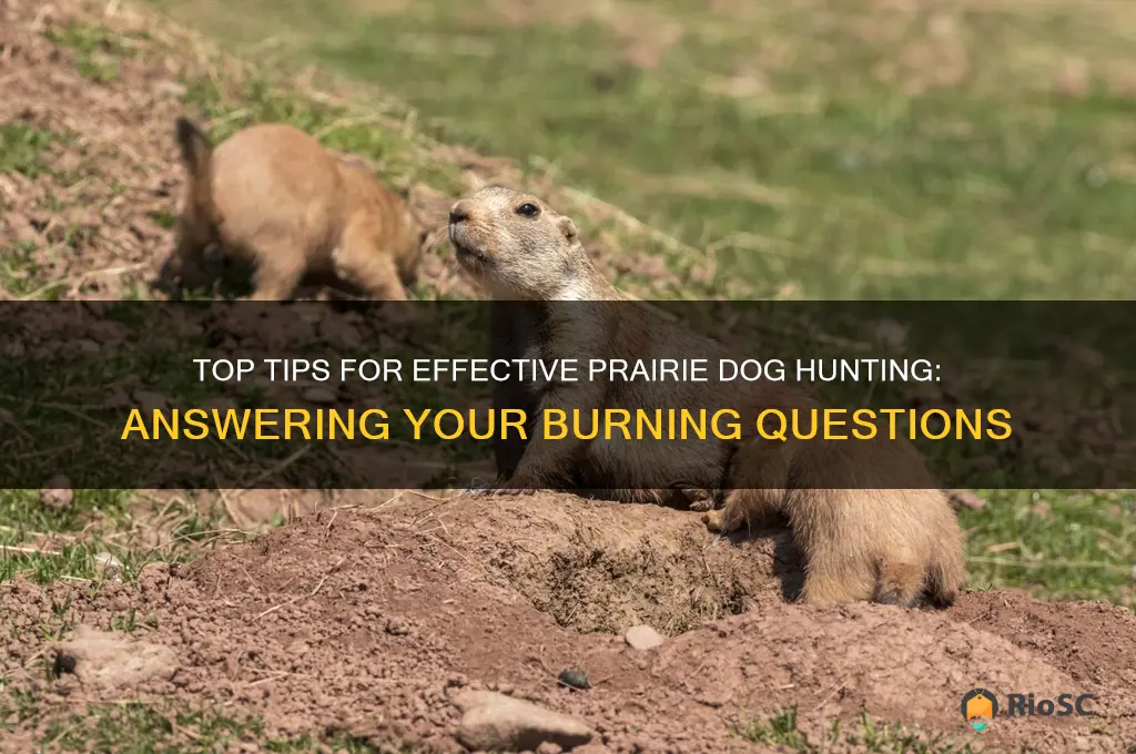 best prairie dog hunting question