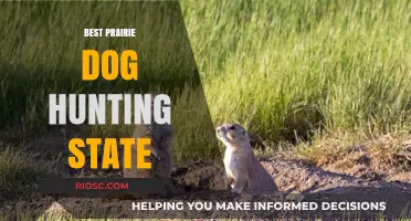 Top Prairie Dog Hunting Destinations: Which State Reigns Supreme?
