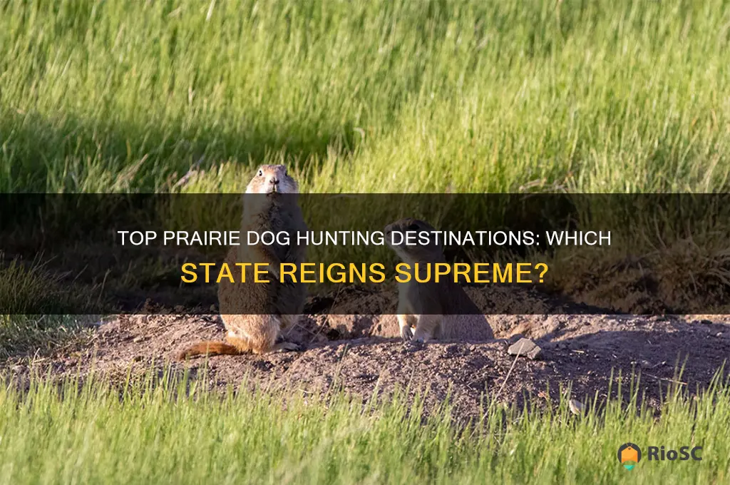 best prairie dog hunting state