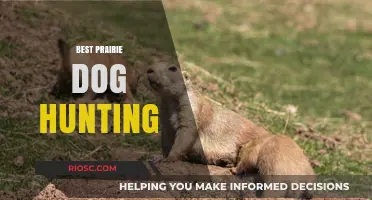 Ultimate Guide to Prairie Dog Hunting: Tips, Gear, and Best Practices for a Successful Hunt