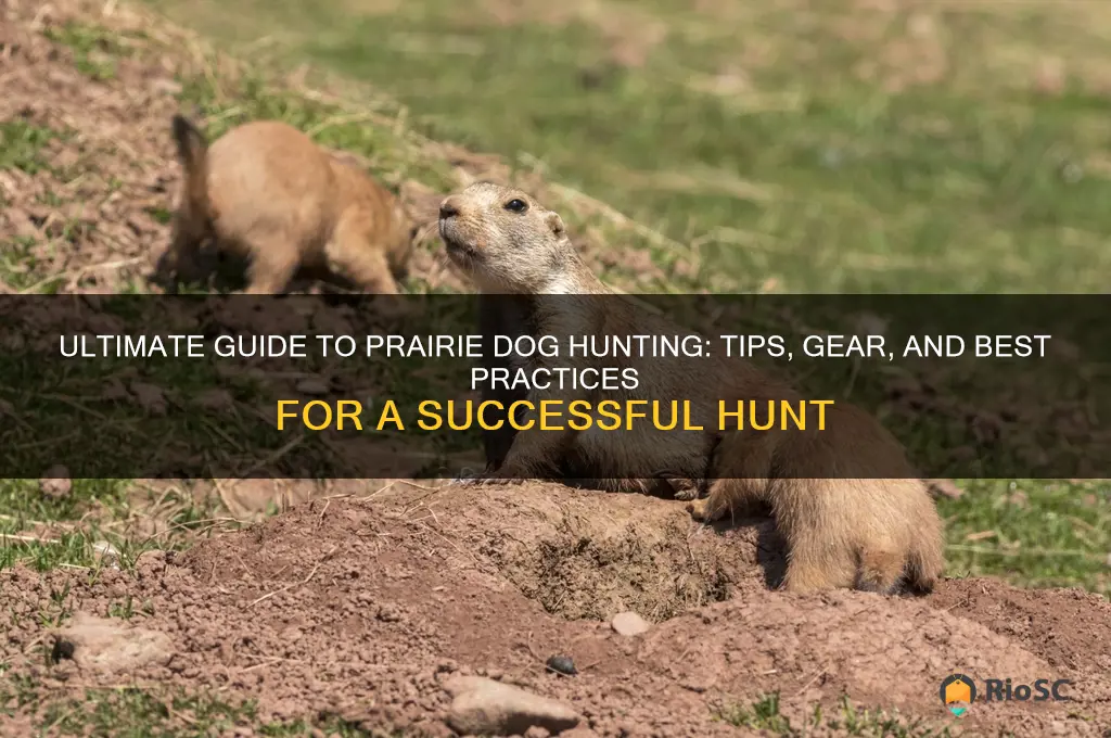 best prairie dog hunting