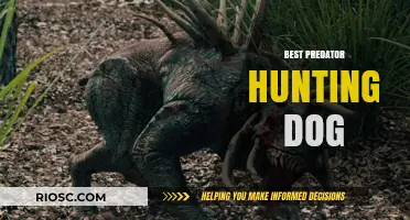 Top Breeds for Predator Hunting: The Ultimate Guide to Choosing the Best Canine Companion