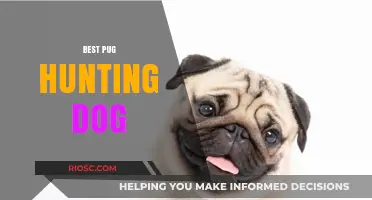 Top Traits of the Best Pug Hunting Dog: Unlocking Their Surprising Potential