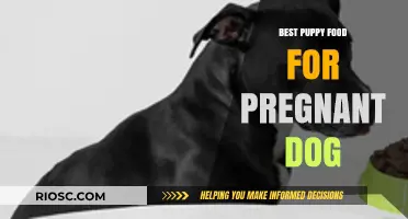 Nourishing Motherhood: Top Puppy Food Choices for Pregnant Dogs