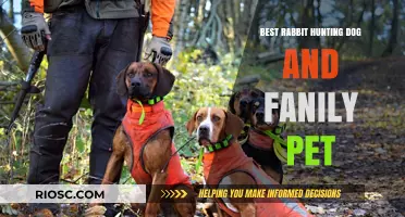 The Perfect Companion: Top Rabbit Hunting Dog Breeds That Double as Loving Family Pets