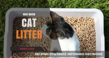 Top-Rated Cat Litter Options for a Clean and Odor-Free Home