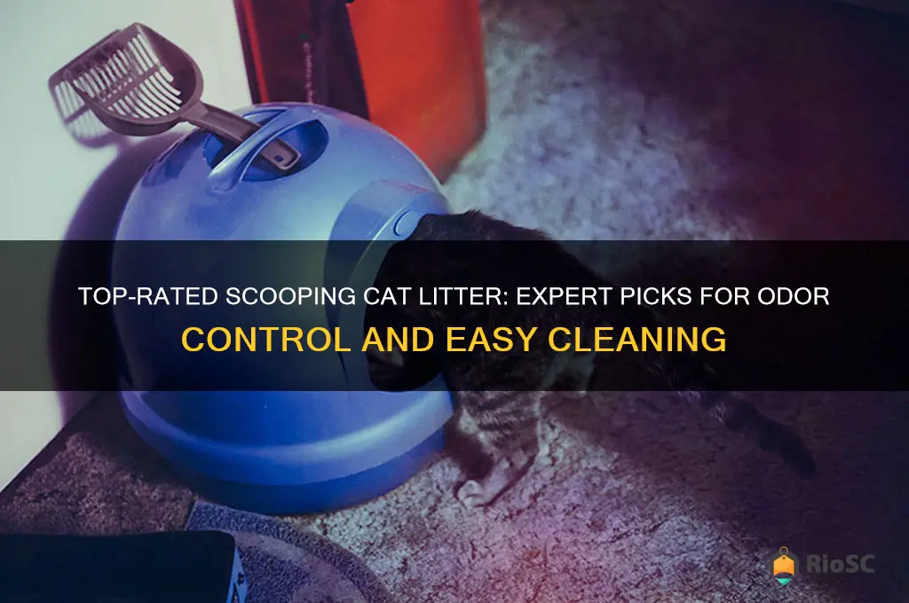 best rated scoopong cat litter