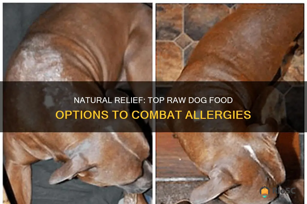 best raw dog food for allergies