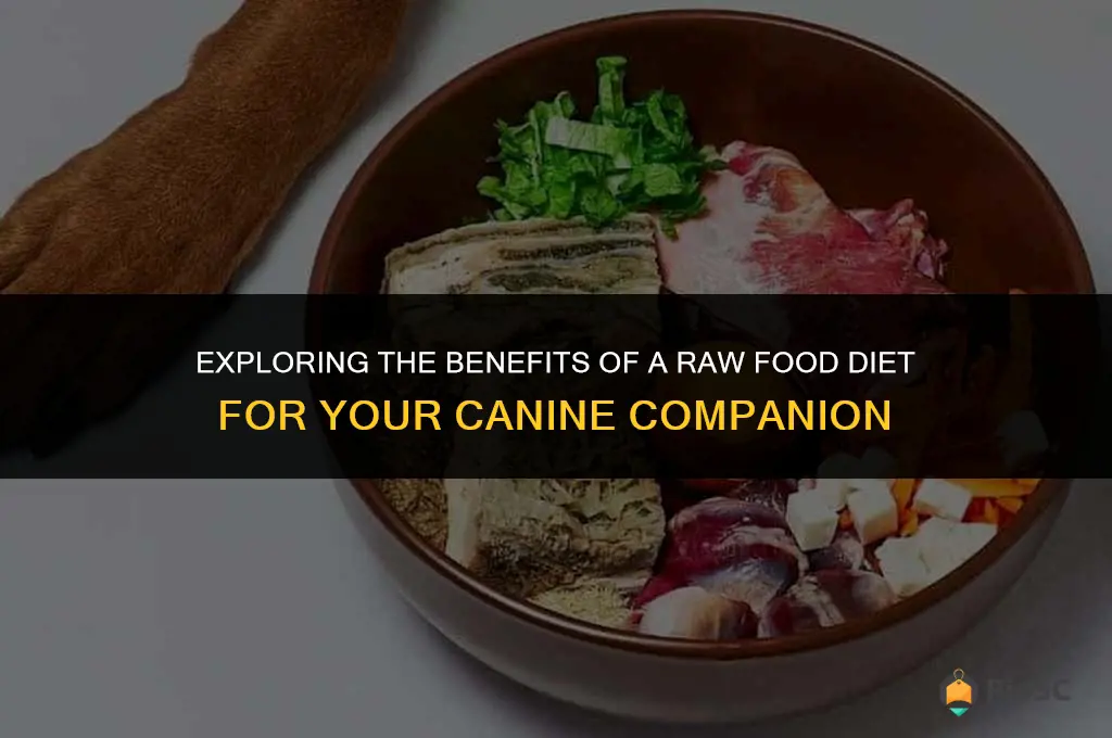 best raw food dog