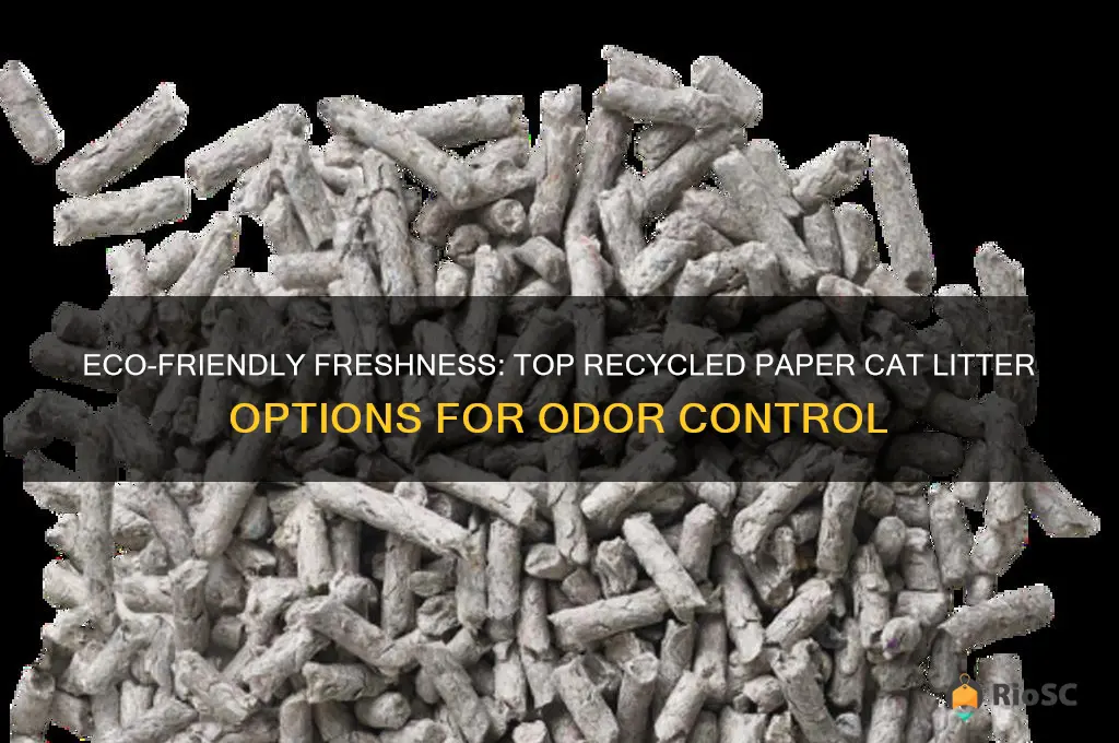 best recycled paper cat litter for odor