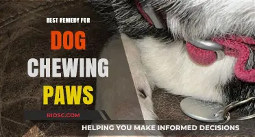 Effective Solutions to Stop Your Dog from Chewing Their Paws: Top Remedies and Prevention Tips