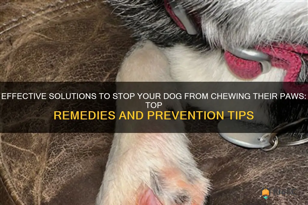 best remedy for dog chewing paws