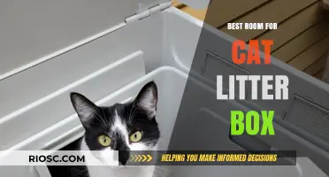 Purr-fect Placement: Choosing the Best Room for Your Cat’s Litter Box