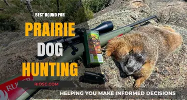 Top Rounds for Prairie Dog Hunting: Precision and Power for the Perfect Shot