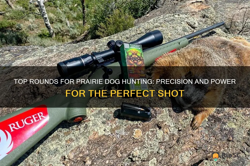 best round for prairie dog hunting