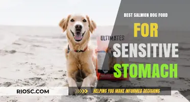 Gentle Nutrition: Top Salmon-Based Dog Foods for Sensitive Stomachs