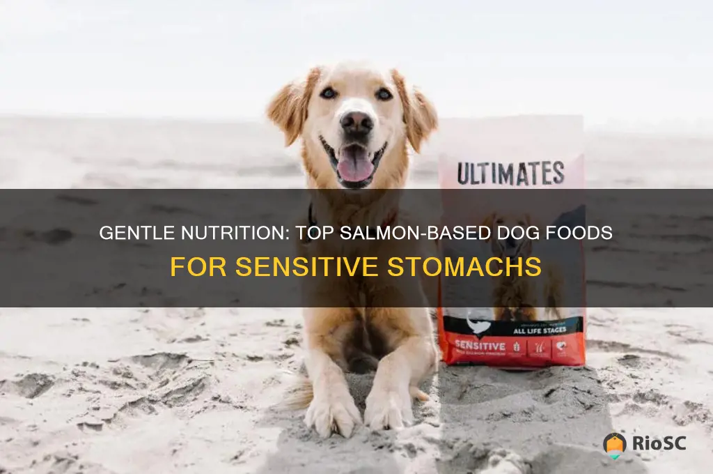 best salmon dog food for sensitive stomach