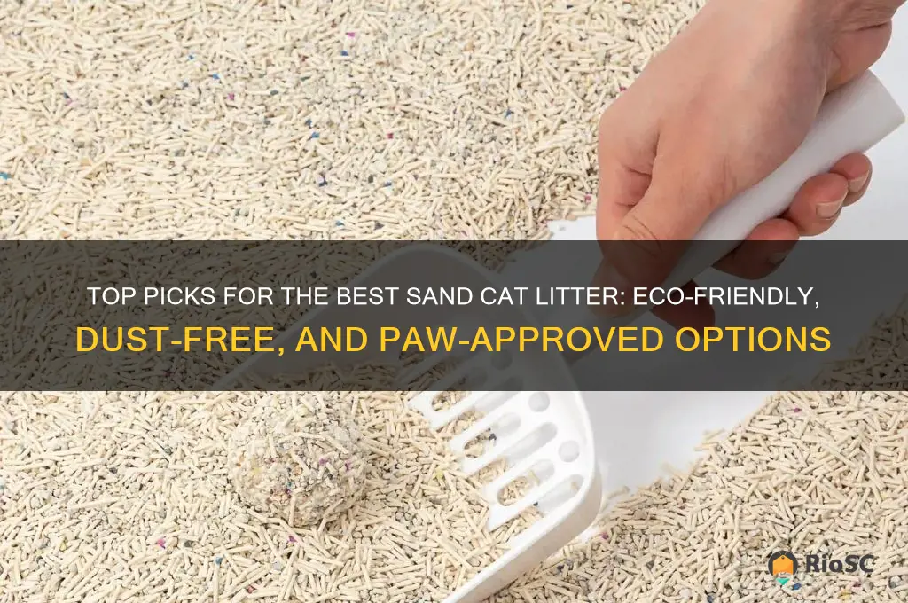 best sand cat litter