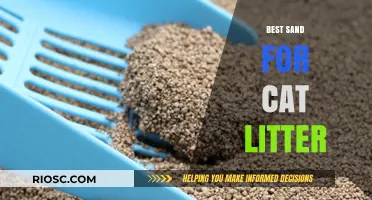 Top Picks for the Best Sand for Cat Litter: Comfort, Odor Control, and Eco-Friendly Options