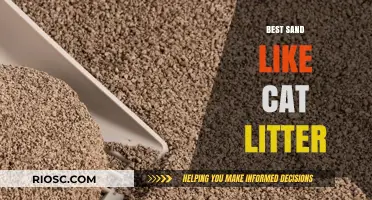 Top Sand-Like Cat Litter Options for a Clean and Comfortable Kitty Environment