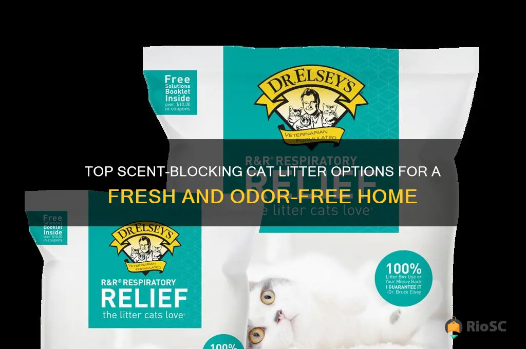 best scent blocking cat litteer
