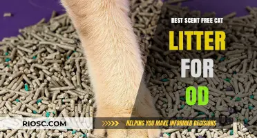 Fresh and Odor-Free: Top Scent-Free Cat Litter Options for Eliminating Odors