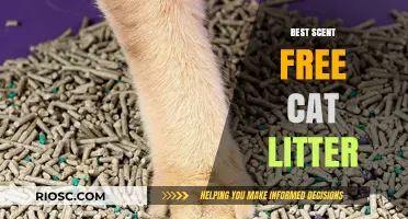 Top Scent-Free Cat Litter Options for a Fresh and Odorless Home